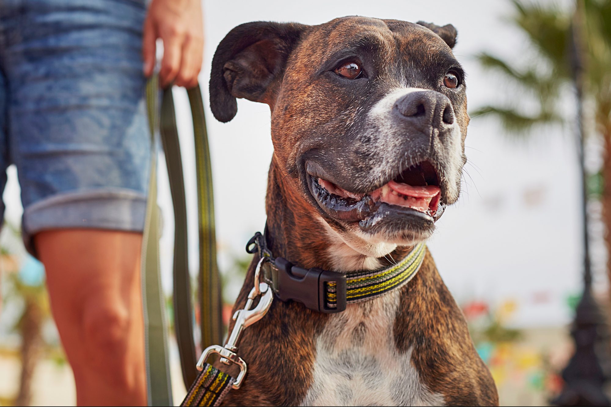 alternativ text-fätet