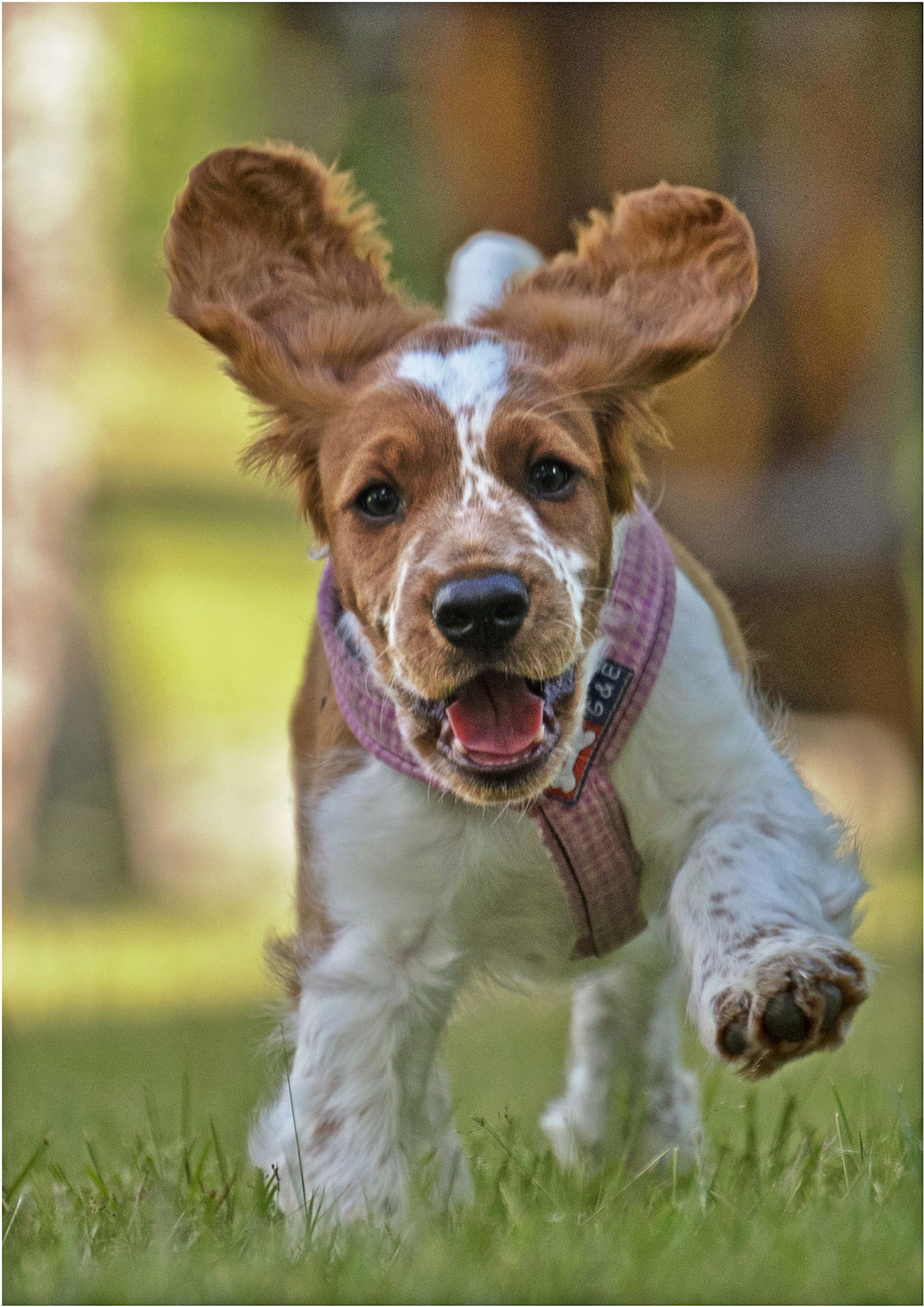 En brun och vit hund som springer i gräset