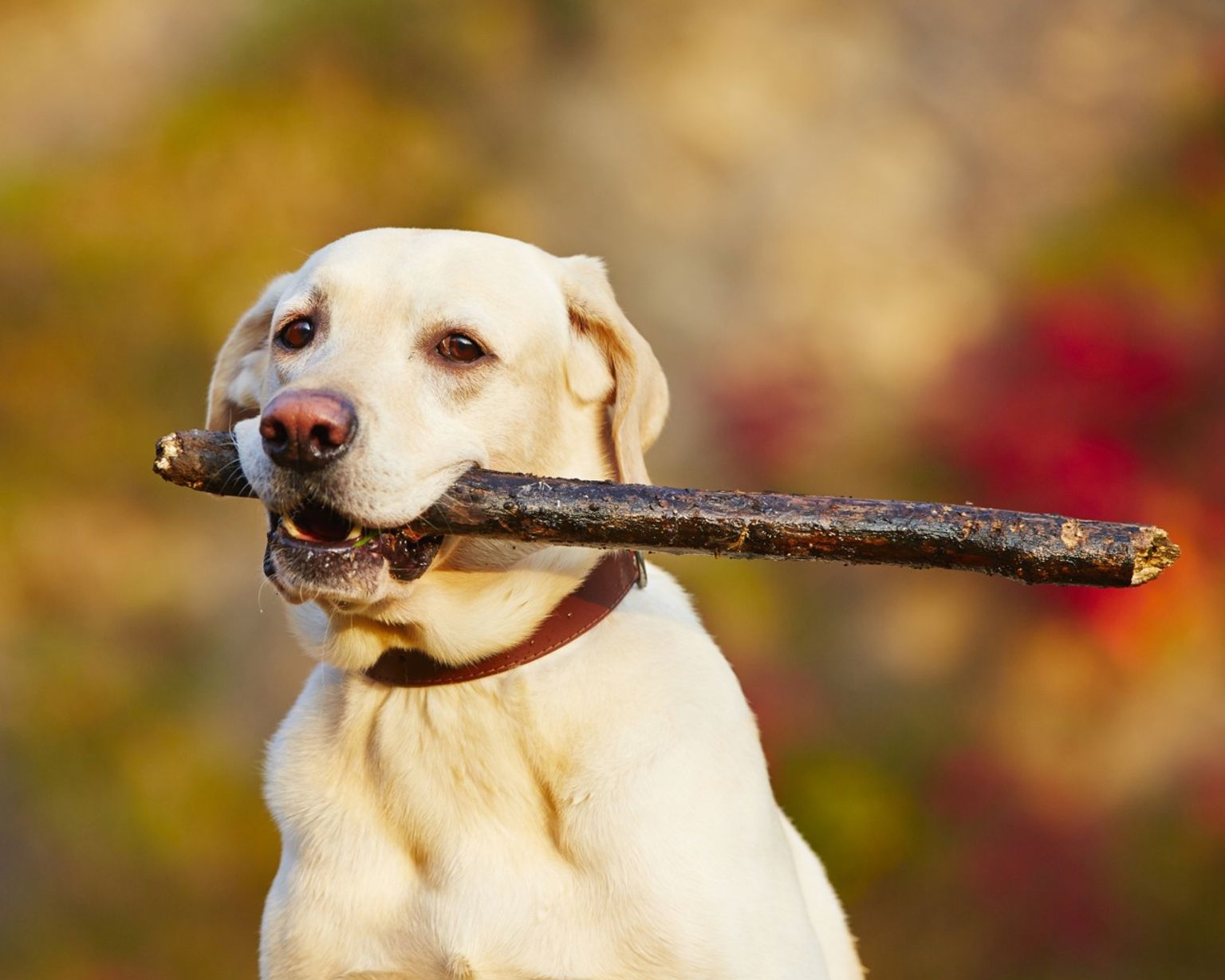 En hund som håller en pinne i munnen