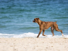 En hund springer på stranden med havet i bakgrunden