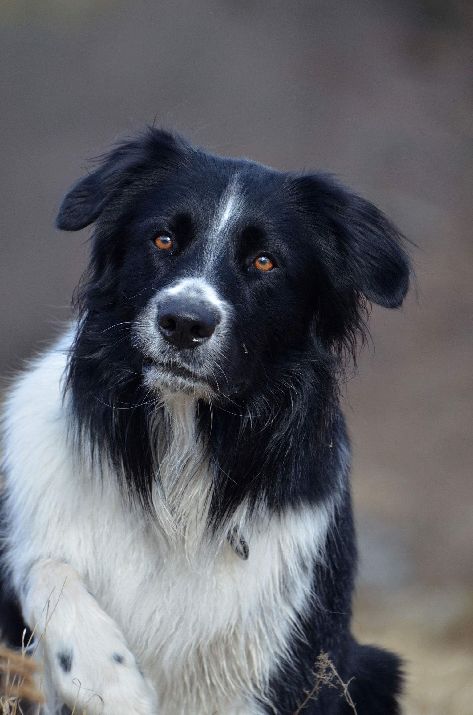 En svartvit hund som sitter på ett fält