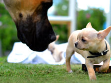 En hund och en hund som går i gräset
