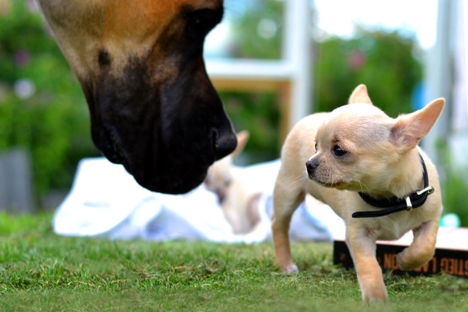 En hund och en hund som går i gräset