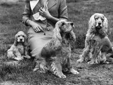 En kvinna sitter i gräset med fyra hundar