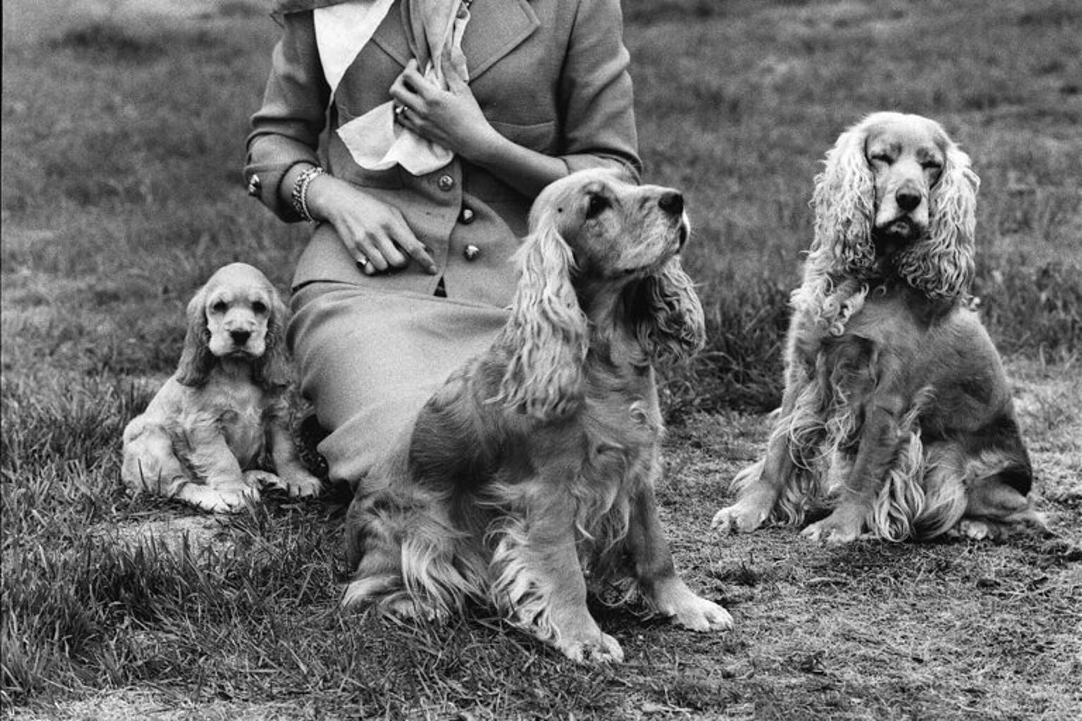 En kvinna sitter i gräset med fyra hundar