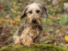 En liten hund som sitter på en mossbelupen sten