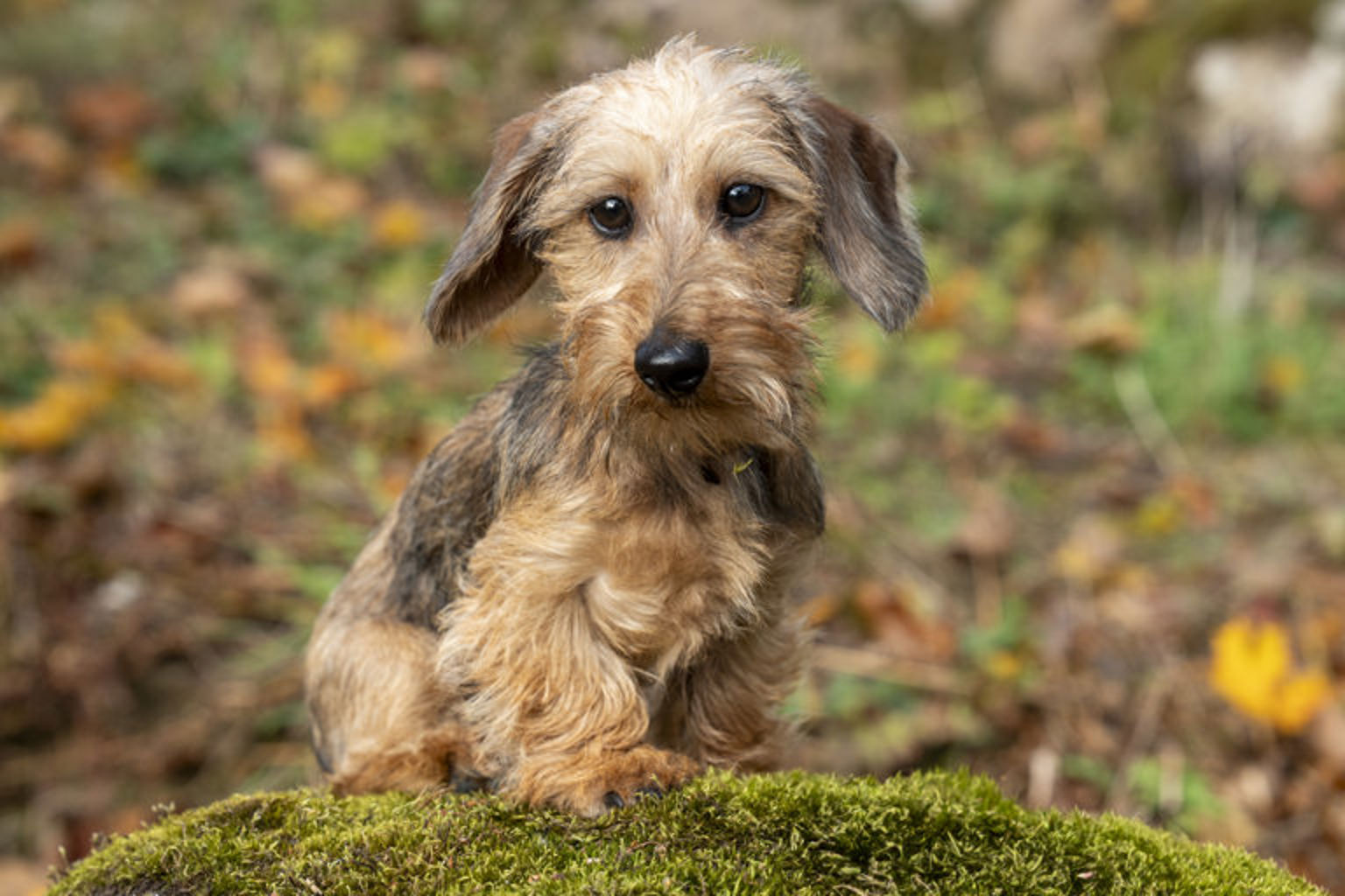 En liten hund som sitter på en mossbelupen sten
